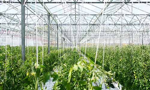 green plants